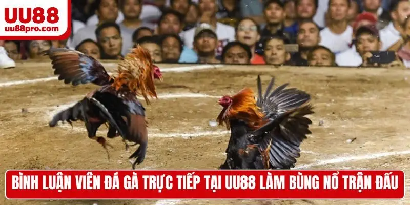 Bình luận viên đá gà trực tiếp tại UU88 làm bùng nổ trận đấu