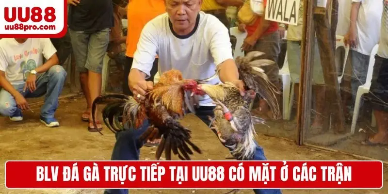BLV đá gà trực tiếp tại UU88 có mặt ở các trận