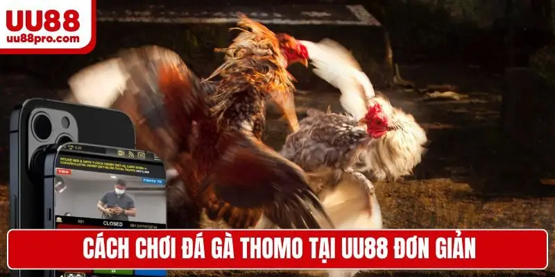Cách chơi đá gà Thomo tại UU88 đơn giản