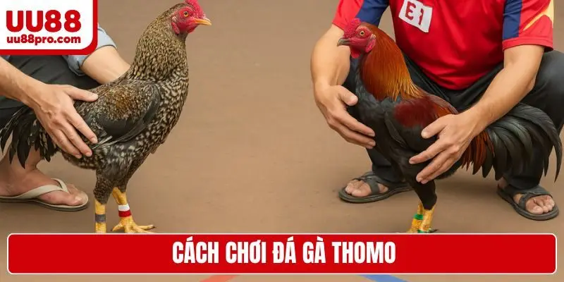 Cách chơi đá gà thomo