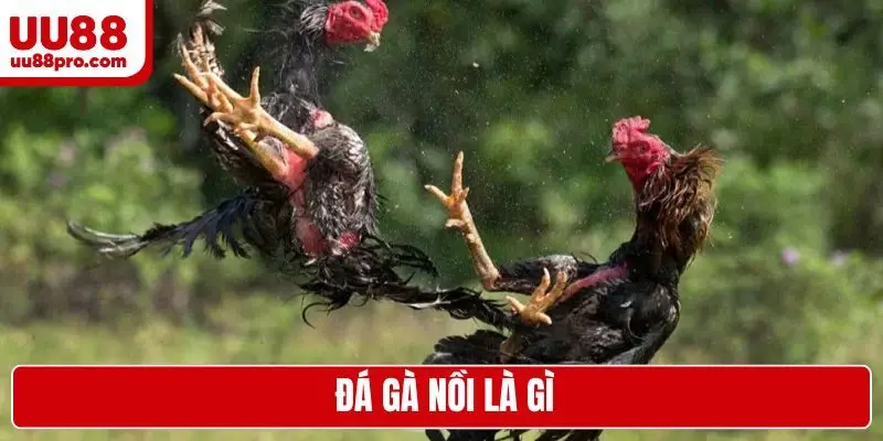 đá gà nồi là gì