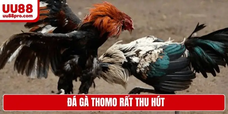  Đá gà Thomo rất thu hút