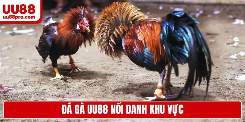 Đá gà UU88 nổi danh khu vực