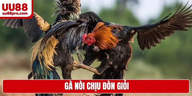 Gà nòi chịu đòn giỏi