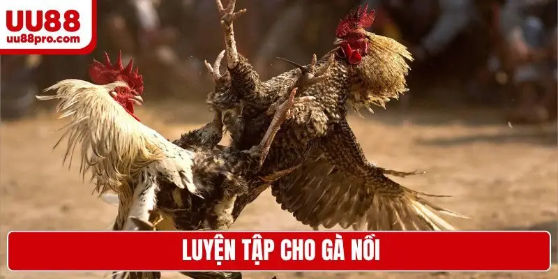 Luyện tập cho gà nồi