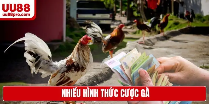 Nhiều hình thức cược gà