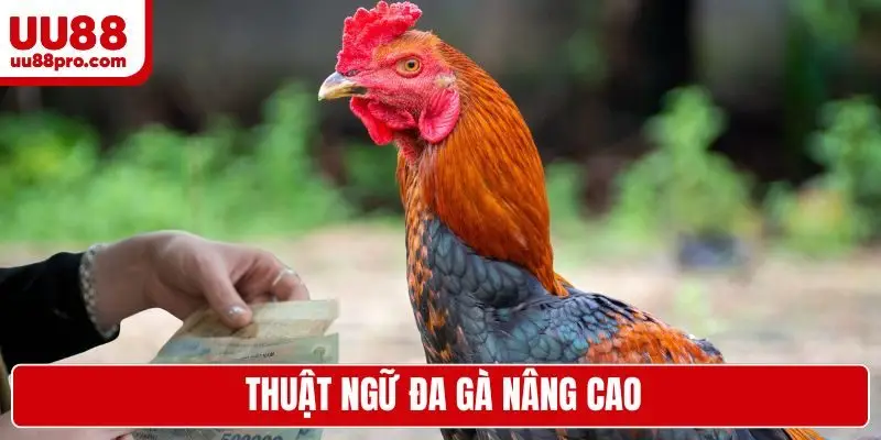 Thuật ngữ đa gà nâng cao