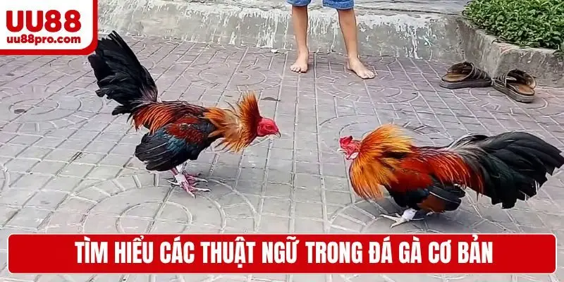 Tìm hiểu các thuật ngữ trong đá gà