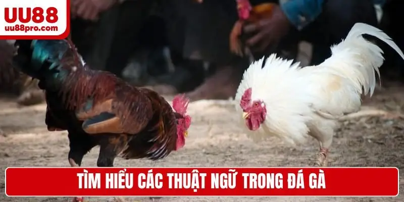 Tìm hiểu các thuật ngữ trong đá gà cơ bản