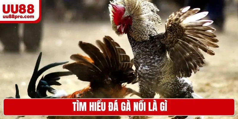 Tìm hiểu đá gà nồi là gì