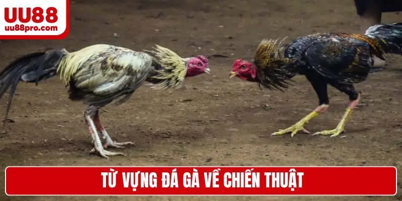 Từ vựng đá gà về chiến thuật